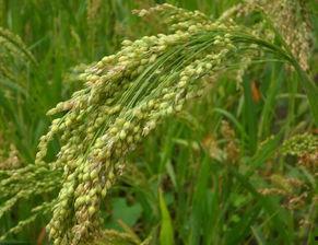 99丨嫩草丨精品 小米